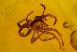Two Detailed Fossil Spiders (Araneae) in Baltic Amber #139029-2